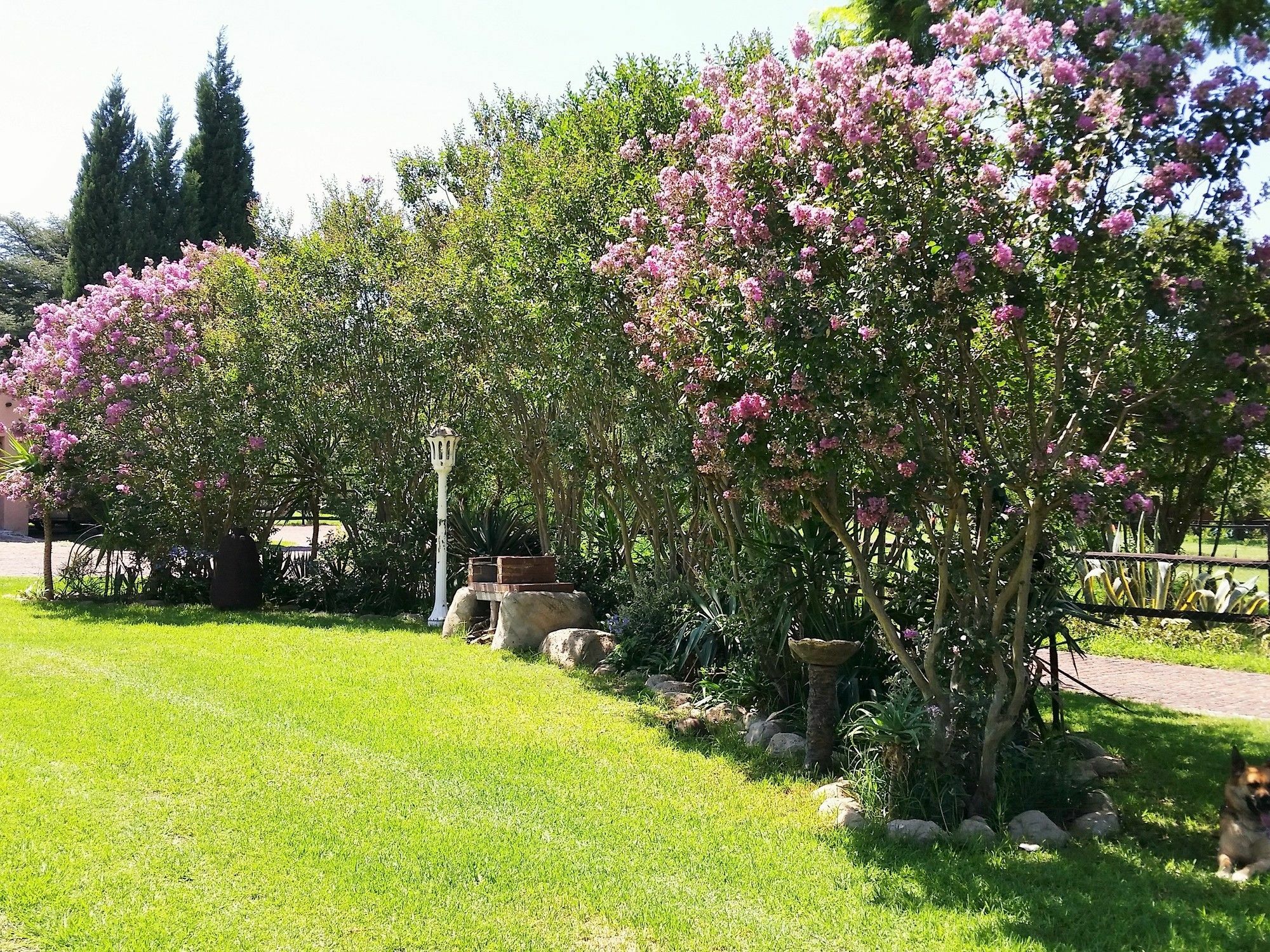Pine Tree Lodge Midrand Eksteriør billede